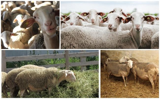 sheep lacon