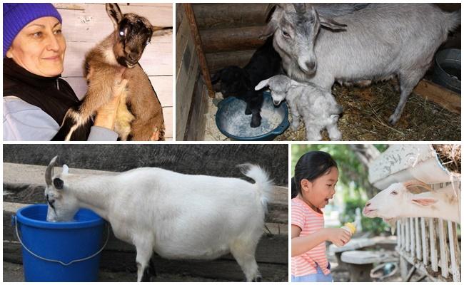 goat feeding