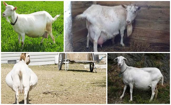 pregnant goat