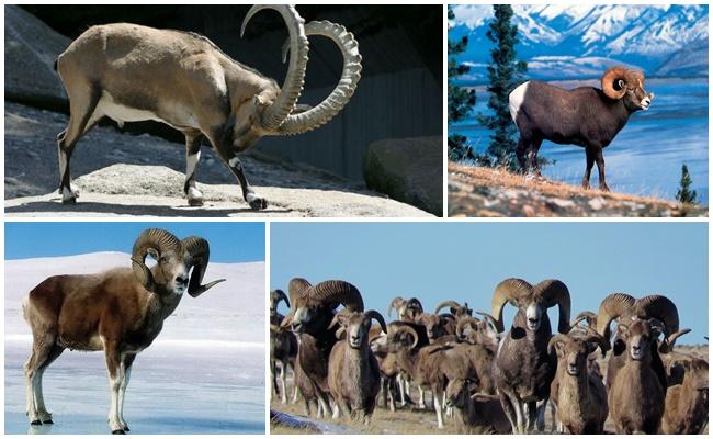 Argali Vorfahr der Schafe