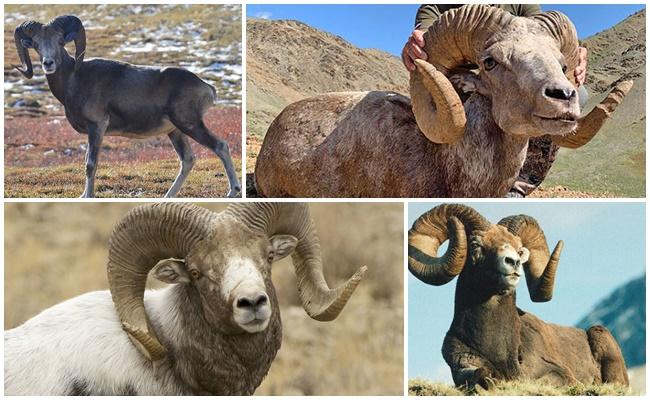 Argali Vorfahr der Schafe