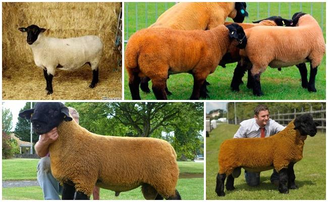 Ovelha Suffolk