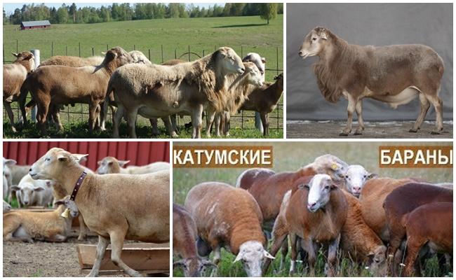 Raça Katun d’ovelles