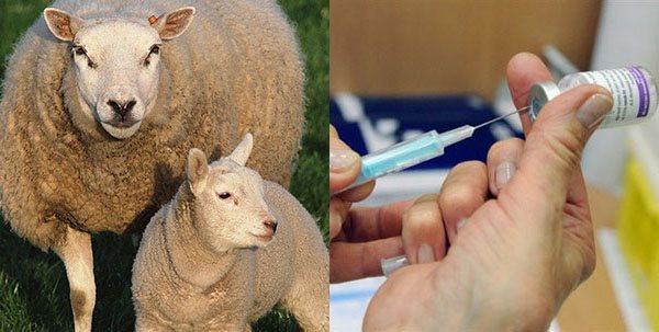 брадзот оваца
