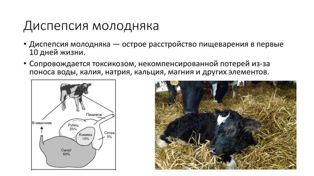 Симптоми и диагноза на диспепсия при телета, схеми на лечение и профилактика