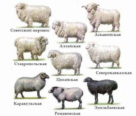Съветски меринос