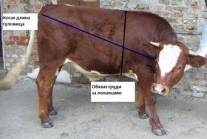 Колико у просјеку тежи теле и табела добијања килограма по мјесецима од рођења