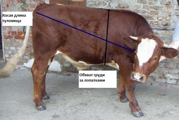 cow weight