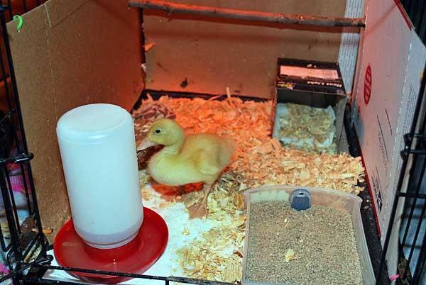Brutstätte für Entenküken