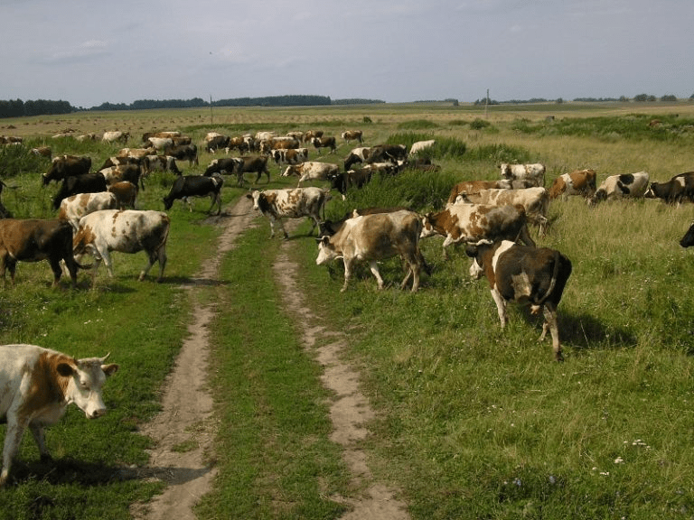 veľa kráv