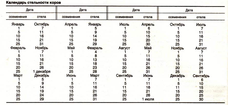 Kuhschwangerschaftskalender