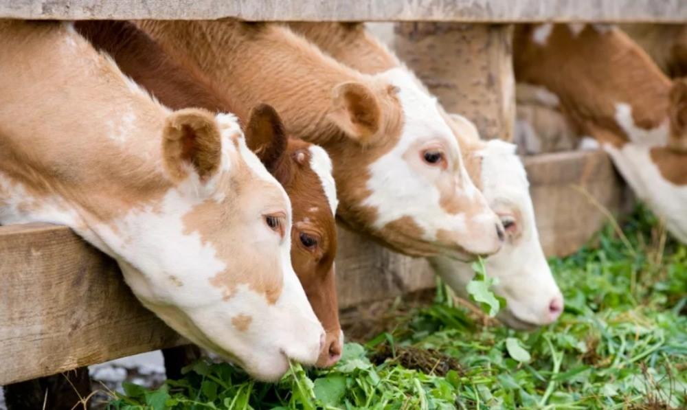 many cows