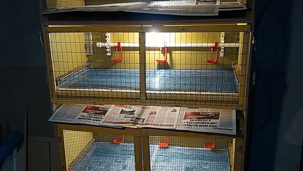 Brutstätte für Entenküken