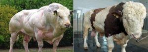 The maximum weight of the largest bull in the world and the largest breeds