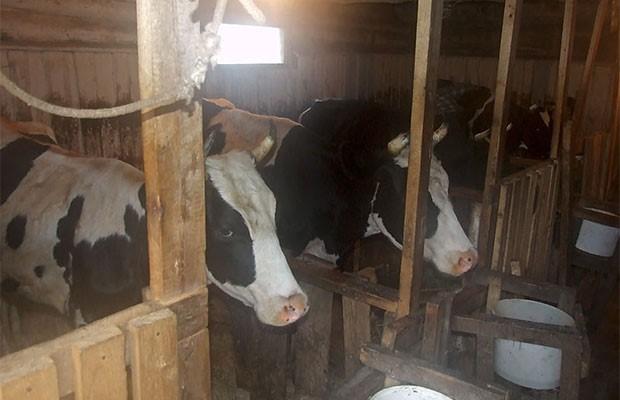 cowshed for 10 heads