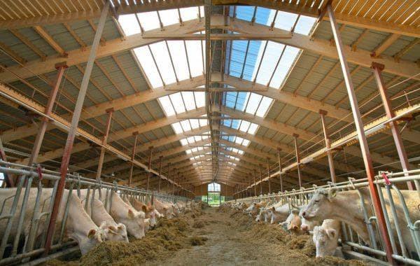 cowshed