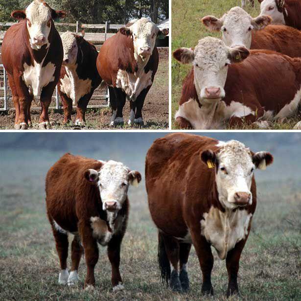 Hereford Rasse