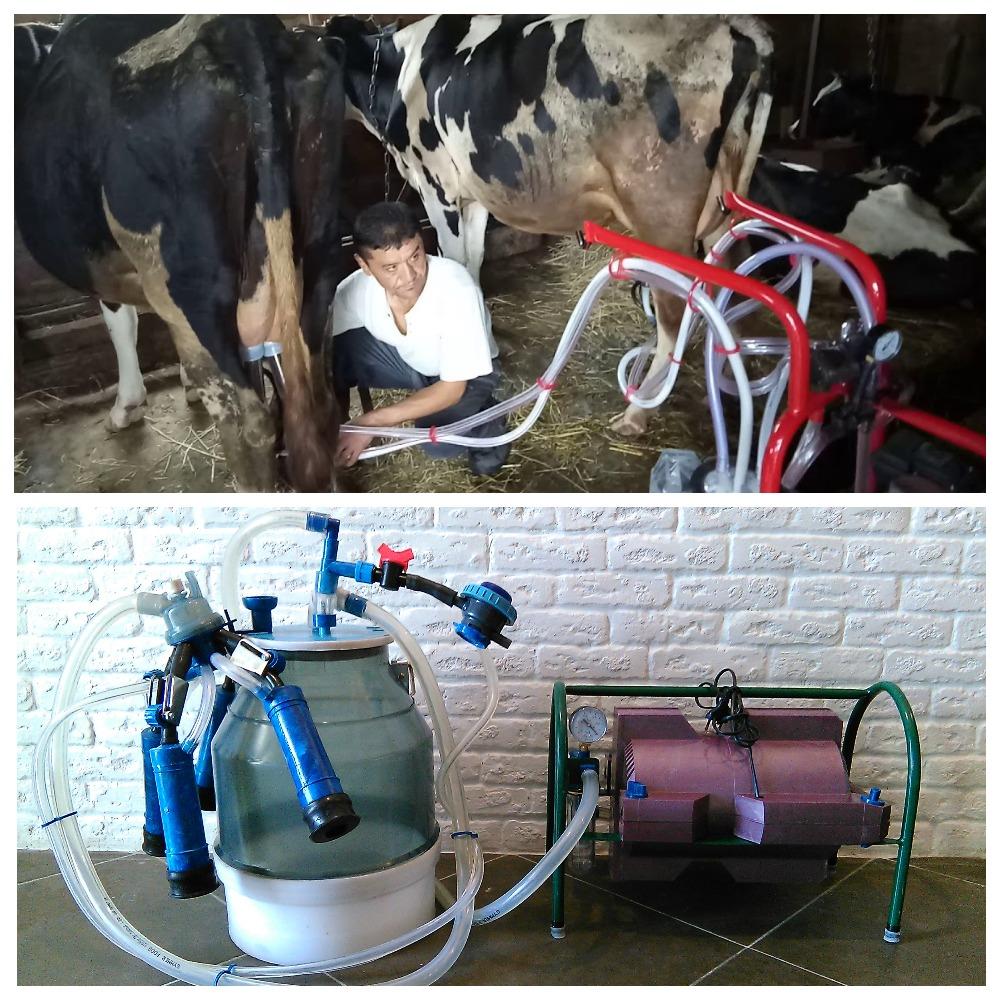 ordenhando uma vaca