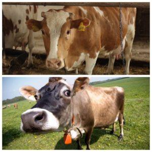 O que fazer se uma vaca perdeu chiclete e como tratá-la em casa