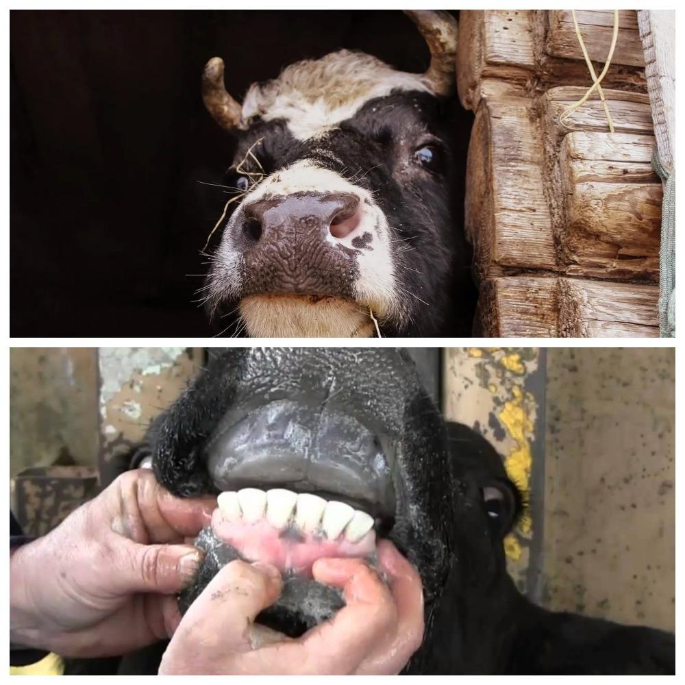 vaca rangendo os dentes
