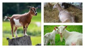 If the goat is not covered by a goat, will it give milk and is it worth starting