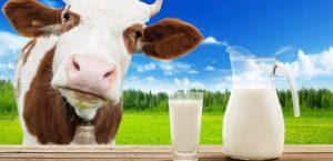 Nutzen und Schaden von echter Kuhmilch, Kaloriengehalt und chemischer Zusammensetzung