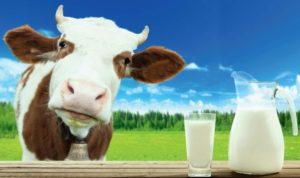 Die chemische Formel der Milch und die Tabelle der Substanzen in der Zusammensetzung pro 100 Gramm, Temperatur