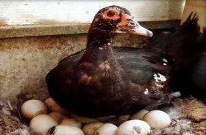 Да ли је могуће јести и како изгледају јаја, које су предности и штете од такве хране