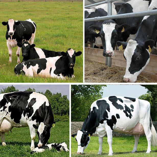 many cows