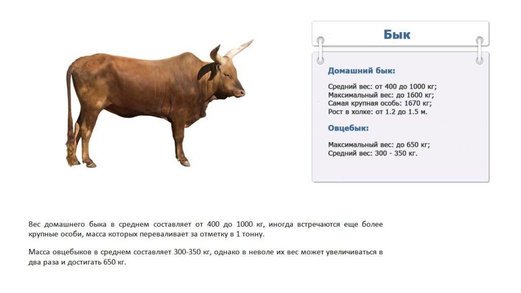 einen Stier wiegen