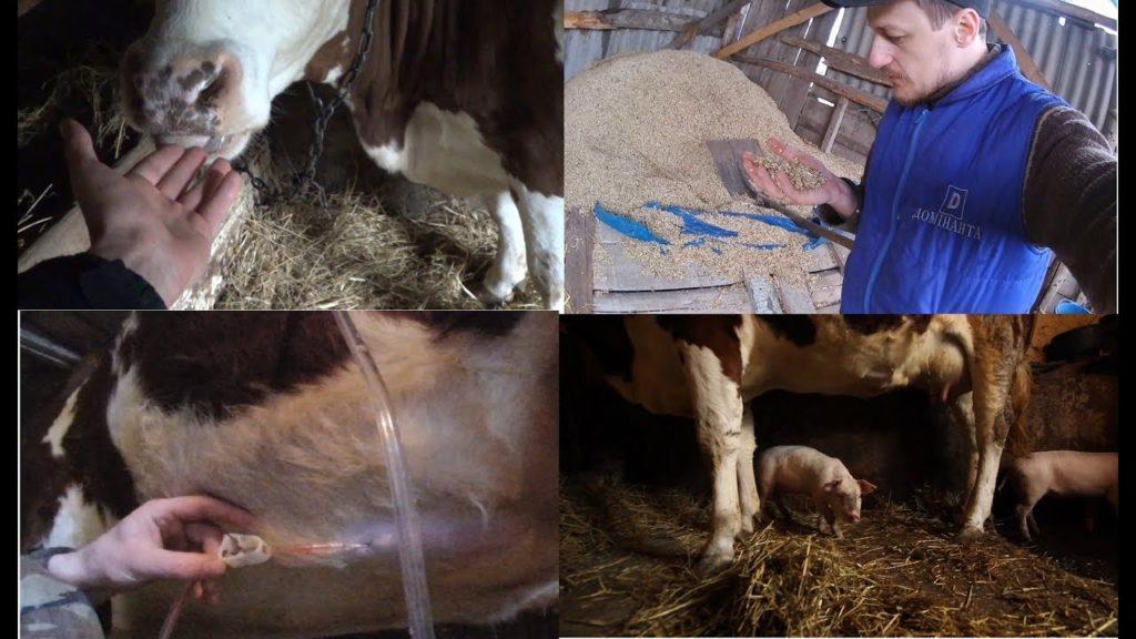 tympanol instructions for use for animal cows