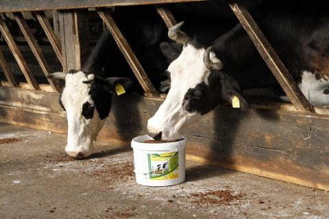 felucene for cows