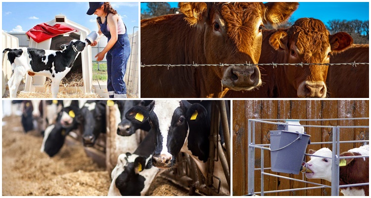 many calves