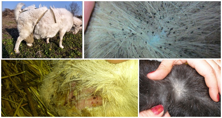 goat dandruff