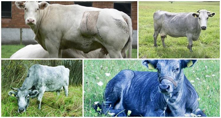 Latvian blue cow
