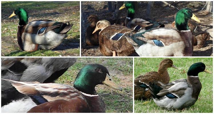 Rouen duck