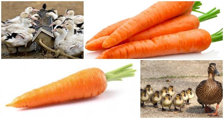 cenouras para patinhos