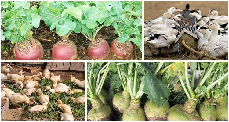 Rutabaga para patinhos