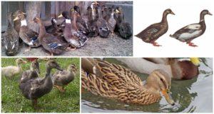 Description and characteristics of ducks of the Ukrainian breed, conditions of detention