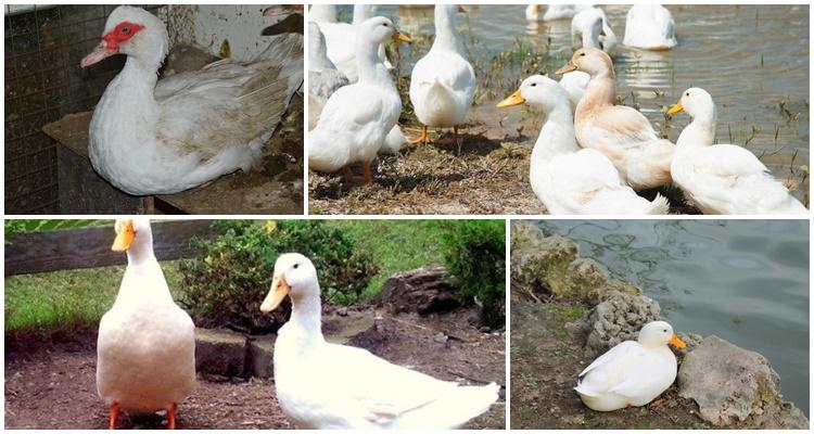 muchos patos