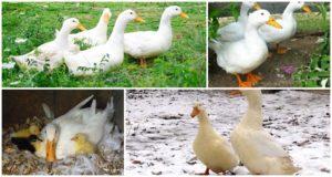 Description and characteristics of Peking ducks, weight by month and what it looks like