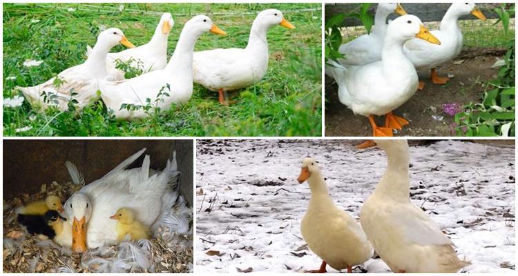 muchos patos