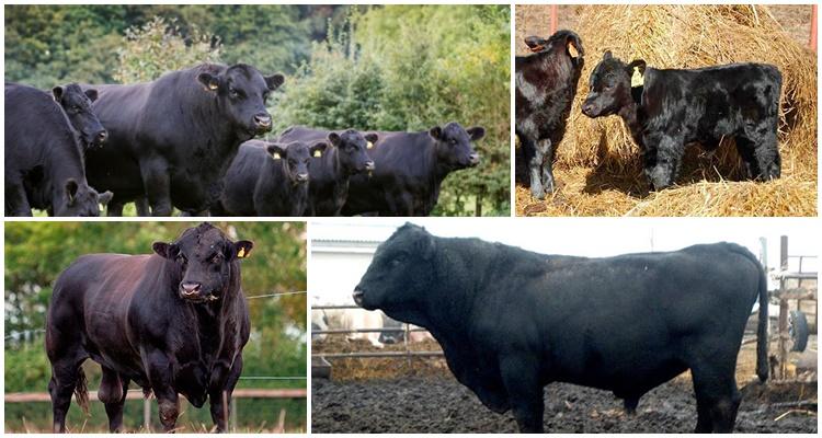 Aberdeen Angus breed