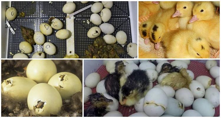 eggs and indocks