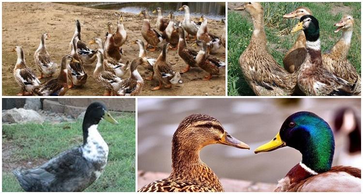 bashkir duck