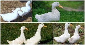 Beschreibung und Merkmale der Enten der Blagovar-Rasse, Haftbedingungen