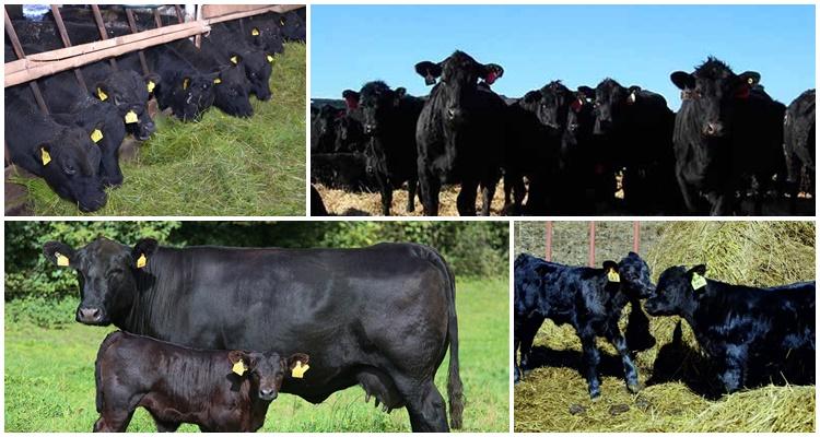 Aberdeen Angus breed