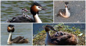 Description and habitats of toadstool duck, wildlife behavior and diet