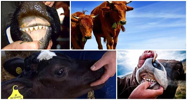 vaca rangendo os dentes