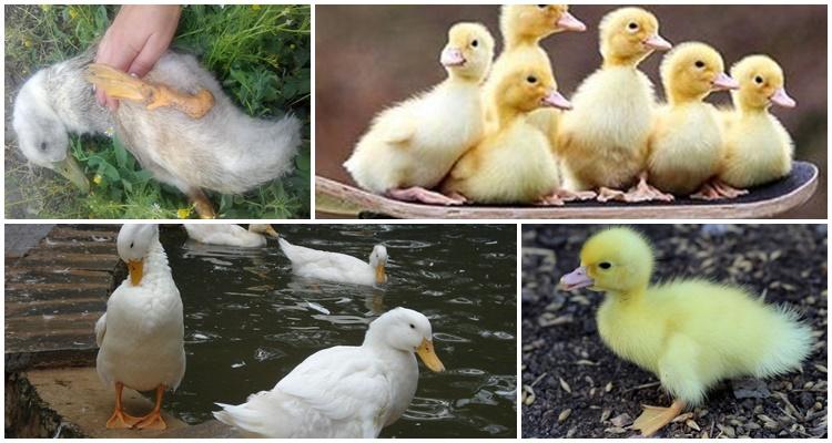 ankungar faller på deras fötter